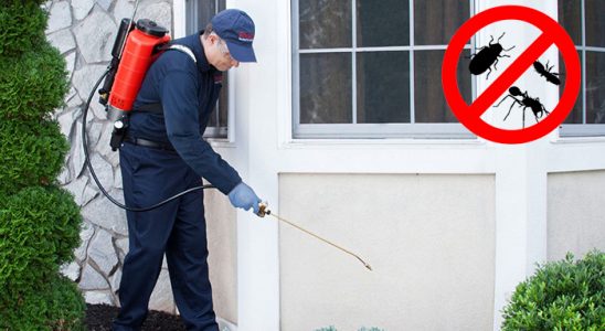 Söke Akrep İlaçlama böcek ilaçlama ve haşere kontrolü — ilaclama-tr.com